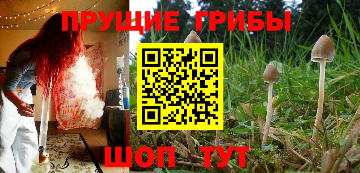 Шелехов  Галлюциногенные грибы Psilocybe  Вход с VPN 