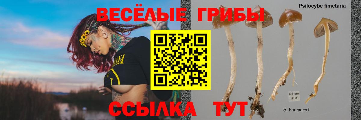 Галлюциногенные грибы Psilocybine cubensis Шелехов